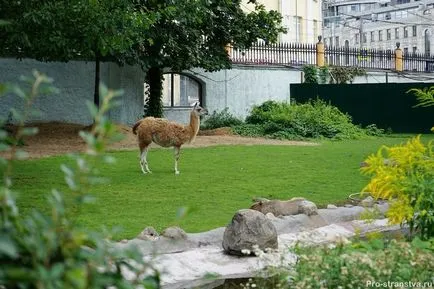 Moszkvai állatkertben torlasz Moszkva (Moscow Zoo) Moszkva Állatkert a barikádokon Moszkvában