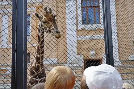 Moszkva Állatkert torlasz Moszkva (zoo) Moszkva Állatkert a barikádokon Moszkvában
