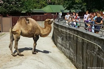 Moszkva Állatkert torlasz Moszkva (Moszkva) Moszkva Állatkert a barikádokon Moszkvában