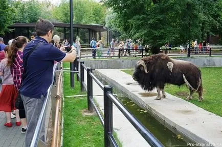 Moszkva Állatkert torlasz Moszkva (Moszkva) Moszkva Állatkert a barikádokon Moszkvában