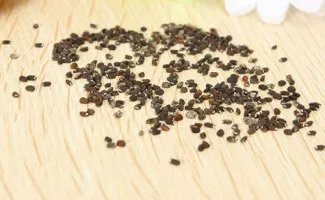 Mint - a termesztés vetőmag kertészeti tippek és trükkök (mag) Mint - a termesztés vetőmag kertészeti tippek és trükkök