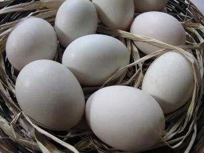 Mulard (kacsa) gondozás, etetés és tenyésztési az otthoni (mulard kacsa kacsa tenyésztési mulard kacsa otthon mulard otthon) Mulard (kacsa) gondozás, etetés és tenyésztési otthon
