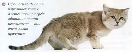 Megcsókolhatlak kutya
