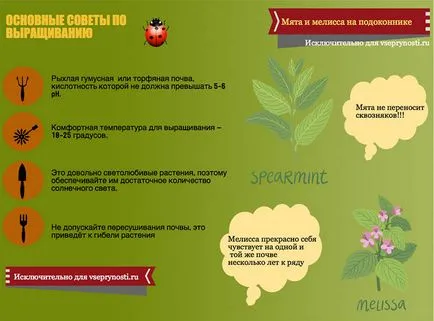 Menta az ablakpárkányon - leszállás szabályok és az otthoni ápolást az (menta) Menta az ablakpárkányon - leszállás szabályok és ápolási otthon