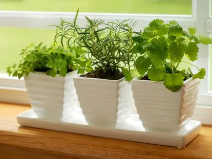 Mint - a termesztés vetőmag kertészeti tippek és trükkök (menta) Mint - a termesztés vetőmag kertészeti tippek és trükkök