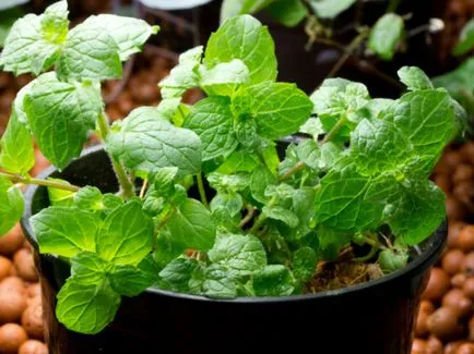 Mint - növekvő magról Tippek és trükkök Kertészek (kertészek) Mint - a termesztés vetőmag kertészeti tippek és trükkök