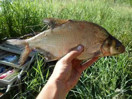 Mi gyönyörködtető fehér keszeg, ahol elkapni a legjobb halászati ​​szeptemberben, úszó rúd látható