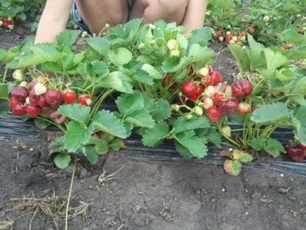 Infúziós csirke alom - a felhasználás és előállítási módszerei
