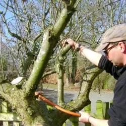 Metszés almafák ősszel és tavasszal rendszer