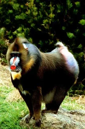 Monkeys - ez
