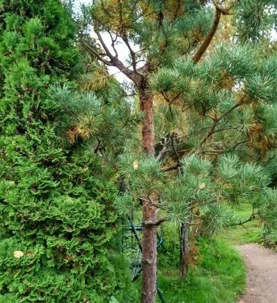 Metszés tűlevelűek luc, fenyő