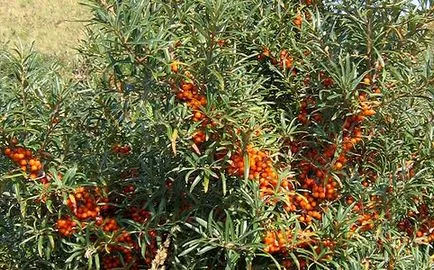Homoktövis - ültetés és gondozás a nyílt területen az összes szabályt, szeretem a kertben