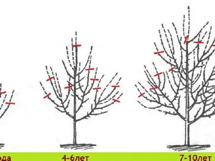 Metszés almafák ősszel, mikor és milyen vágni egy almafa (ősz) Metszés almafák ősszel, mikor és milyen vágni egy almafa