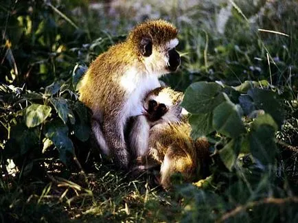 Monkeys - ez