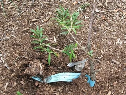 Buckthorn ültetés és gondozás, mint a növény, ha ültetett tavasszal vagy ősszel (bokor) Buckthorn ültetés és gondozás, mint a növény, ha ültetett tavasszal vagy ősszel