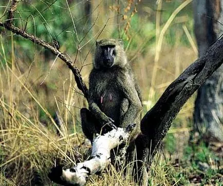Monkeys - ez