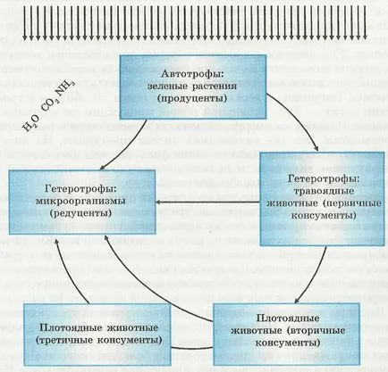 Anyagcsere és energia ökoszisztéma - elektronikus tankönyv biológia (a kis ciklus számít) Anyagcsere és energia ökoszisztéma - elektronikus tankönyv biológia