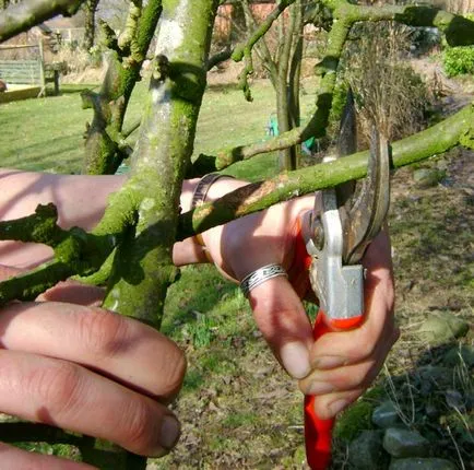 Metszés almafák ősszel és tavasszal rendszer