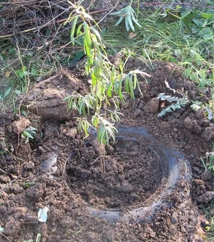 Buckthorn ültetés és gondozás, mint a növény, ha ültetett tavasszal vagy ősszel (nő) Buckthorn ültetés és gondozás, mint a növény, ha ültetett tavasszal vagy ősszel