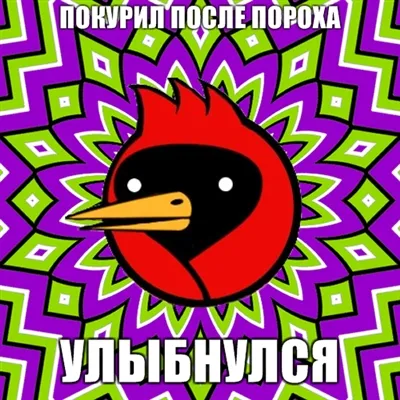 Omszk Crow, Netlore tanácsadás kutya, heiko müller, szárnyas végzet, vingedum, Omszk, Omszk Crow, Omszk