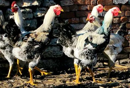 csirke fajta áttekintés Yurlov crower leírás és fotó tartalommal (leírás) Áttekintés csirke fajta Yurlov crower leírás, tartalom és képek