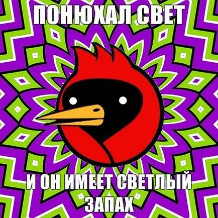 Omszk madár, hogy ha