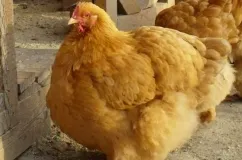 Leírás csirke Cochin kínai fajta, azok jellemzőit, karbantartási, gondozási és tenyésztés (fotók)