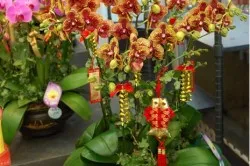 Orchid feng shui - a szimbólum a tökéletesség és harmónia (orchidea Feng Shui érték) Orchid feng shui - a szimbólum a tökéletesség és harmónia