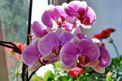 Orchid feng shui - a szimbólum a tökéletesség és harmónia (orchidea) Orchid feng shui - a szimbólum a tökéletesség és harmónia
