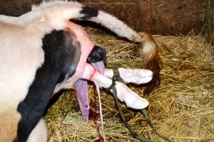 Ellés tehenek tünetek, képzés, elfogadása a borjú (tehén) Ellés tehenek tünetek, a képzés, a döntés borjú