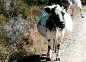 Ellés tehenek tünetek, képzés, elfogadása a borjú (tehén) Ellés tehenek tünetek, a képzés, a döntés borjú
