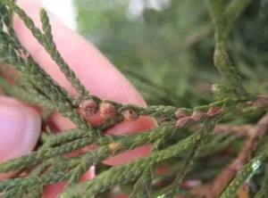 Fő betegségek és kártevők arborvitae okok, tünetek és a kezelés (kezelés) Fő betegségek és kártevők arborvitae okok, tünetek és a kezelés