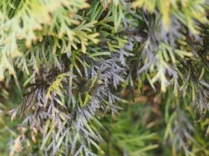 Fő betegségek és kártevők arborvitae okok, tünetek és a kezelés (jelek) Fő betegségek és kártevők arborvitae okok, tünetek és a kezelés