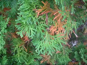 Fő betegségek és kártevők arborvitae okok, tünetek és a kezelés (jelek) Fő betegségek és kártevők arborvitae okok, tünetek és a kezelés