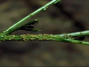 Fő betegségek és kártevők arborvitae okok, tünetek és a kezelés (kezelés) Fő betegségek és kártevők arborvitae okok, tünetek és a kezelés