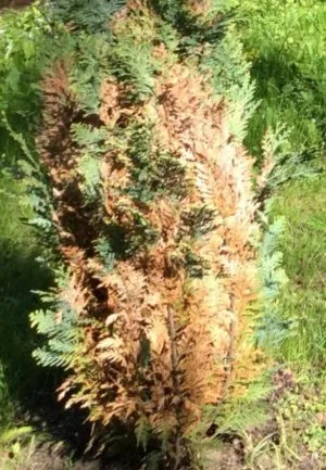 Fő betegségek és kártevők arborvitae okok, tünetek és a kezelés (betegség) Fő betegségek és kártevők arborvitae okok, tünetek és a kezelés
