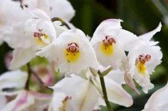 Orchidea virág értéket, a szimbólum minden szín orchidea fotó (virág) Orchidea virág értéket, a szimbólum minden szín orchidea fotó