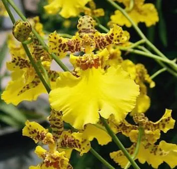 Orchidea virág értéket, a szimbólum minden szín orchidea fotó (virág) Orchidea virág értéket, a szimbólum minden szín orchidea fotó