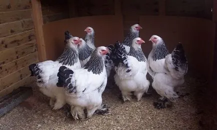 Leírás csirke Cochin kínai fajta, azok jellemzőit, karbantartási, gondozási és tenyésztés (fotók)