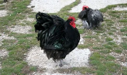Leírás csirke Cochin kínai fajta, azok jellemzőit, karbantartási, gondozási és tenyésztés (fotók)