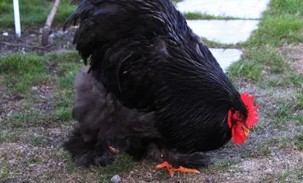 Leírás csirke Cochin kínai fajta, azok jellemzőit, karbantartási, gondozási és tenyésztés (fotók)