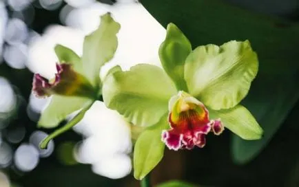 Orchidea virág értéket, a szimbólum minden szín orchidea fotó (érték) Orchidea virág értéket, a szimbólum minden szín orchidea fotó