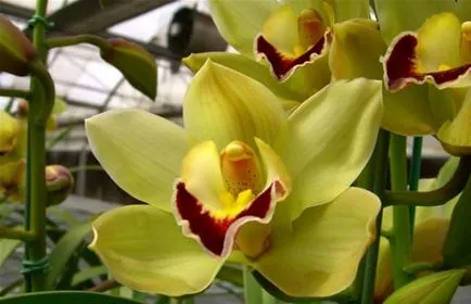 Orchidea virág értéket, a szimbólum minden szín orchidea fotó (virág) Orchidea virág értéket, a szimbólum minden szín orchidea fotó