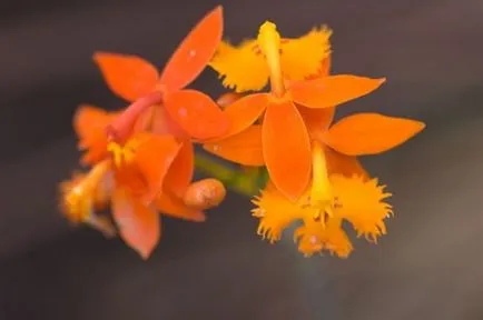 Orchidea virág értéket, a szimbólum minden szín orchidea fotó (virág) Orchidea virág értéket, a szimbólum minden szín orchidea fotó