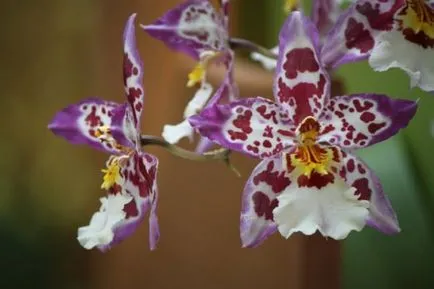 Orchidea virág értéket, a szimbólum minden szín orchidea fotó (érték) Orchidea virág értéket, a szimbólum minden szín orchidea fotó
