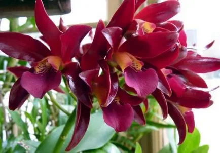 Orchidea virág értéket, a szimbólum minden szín orchidea fotó (virág) Orchidea virág értéket, a szimbólum minden szín orchidea fotó