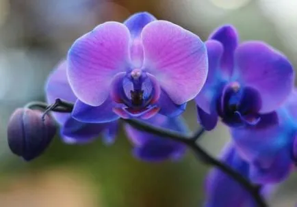 Orchidea virág értéket, a szimbólum minden szín orchidea fotó (szimbólum) Orchidea virág értéket, a szimbólum minden szín orchidea fotó
