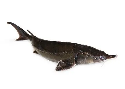 Sturgeon receptek a sütőben