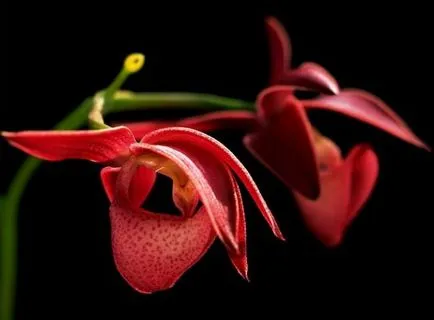 Orchidea virág értéket, a szimbólum minden szín orchidea fotó (virág) Orchidea virág értéket, a szimbólum minden szín orchidea fotó