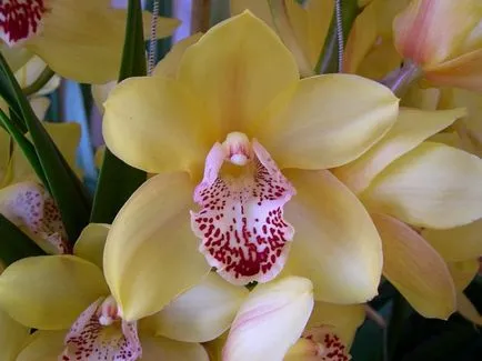 Orchidea virág értéket, a szimbólum minden szín orchidea fotó (szimbólum) Orchidea virág értéket, a szimbólum minden szín orchidea fotó